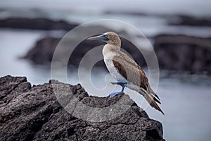 Blue Footed Booby in nature - Galapagos - Ecuador