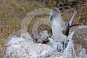 Blue-footed booby on the nest