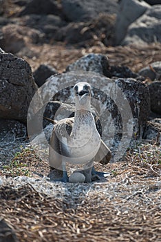 Blue footed booby on nest with egg, North Seymour, Galapagos Islands, Ecuador, South America