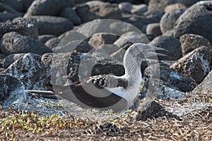 Blue footed booby on nest with egg, North Seymour, Galapagos Islands, Ecuador, South America