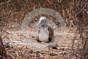 Blue-footed Booby in the nest with its eggs for hatching, Isla de la Plata Plata Island, Ecuador