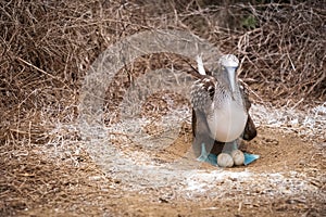 Blue-footed Booby in the nest with its eggs for hatching, Isla de la Plata Plata Island, Ecuador