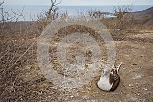 Blue-footed booby nesting