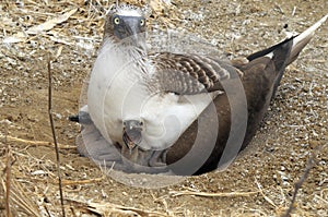 Blue-footed booby with nestling