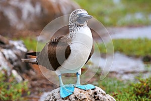 Blue-footed Booby on North Seymour Island, Galapagos National Pa