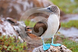 Blue-footed Booby on North Seymour Island, Galapagos National Pa