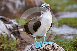 Blue-footed Booby on North Seymour Island, Galapagos National Pa