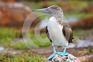 Blue-footed Booby on North Seymour Island, Galapagos National Pa