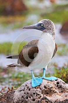 Blue-footed Booby on North Seymour Island, Galapagos National Pa