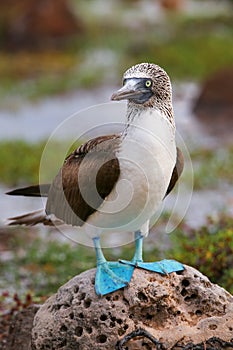 Blue-footed Booby on North Seymour Island, Galapagos National Pa photo