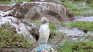 Blue-footed Booby on North Seymour Island, Galapagos National Park, Ecuador