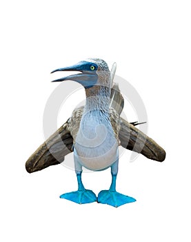 Blue-footed booby over white background photo