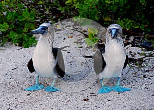 Blue-footed booby pair 2 photo