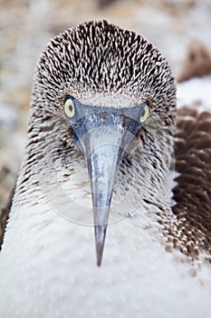 Blue-footed booby portrait