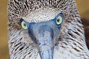 Blue-footed booby portrait