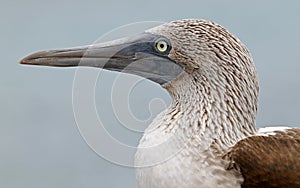 Blue-footed booby portrait