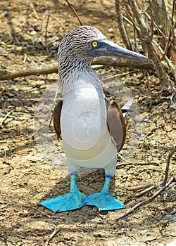 Blue Footed Booby Portrait, Galapagos Islands, Ecuador