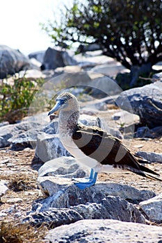 Blue-Footed Booby Poses