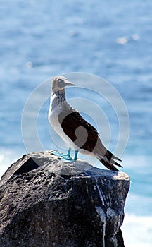 Blue-Footed Booby Poses by the Sea