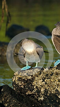 Blue footed booby preening in the Galapagos Islands photo