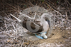 Blue-footed Booby protecting eggs in nest