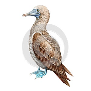 Blue footed booby realistic illustration. Wildlife Galapagos bird. Watercolor gannet image. Blue-footed booby island