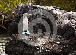 Blue Footed Booby On Rock