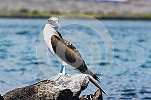 A Blue-footed Booby on a rock