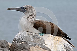 Blue-footed booby on the rock