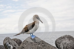 Blue-footed booby photo