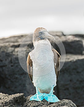 A Blue footed Booby on rocks. taken on Floreana Island, Galapagos