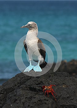 Blue footed booby and sally light foot crab photo