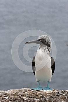 Blue-footed Booby on the sea