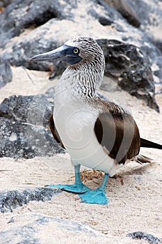 Blue-footed Booby.Seymour Island,Galapagos.