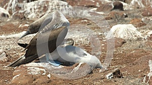 Blue-footed booby shading chick in the Galalagos Islands, Ecuador