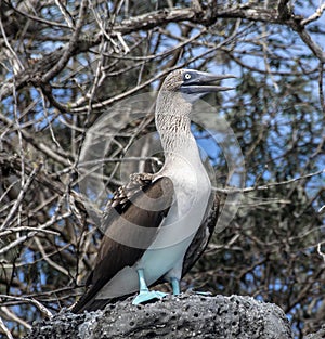 A blue-footed booby, shot in the Galapagos Islands, Ecuador photo