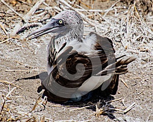 Blue footed booby sits on eggs