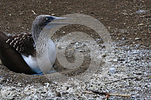 Blue footed booby sitting on his circulair nest made of of bird poo photo