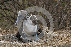 Blue footed booby sitting on his circulair nest with two young chicks underneath photo