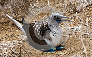 Blue Footed Booby Sitting in Nest