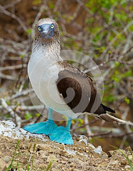 Blue Footed Booby photo