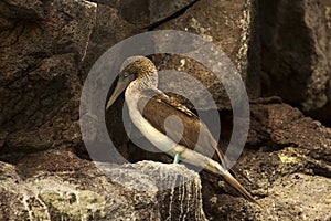 The blue-footed booby Sula nebouxii.