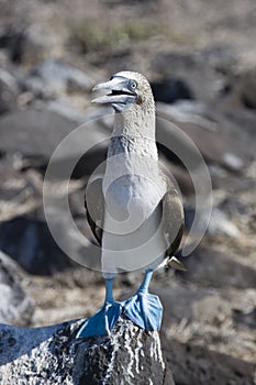 Blue footed Booby Sula nebouxii