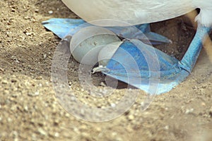 Blue footed booby eggs