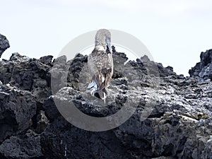 Blue-footed booby, Sula nebouxii excisa, cleanse the feathers on Isabela`s cliff, Galapagos, Ecuador