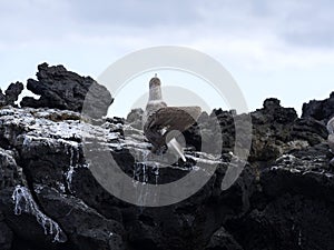 Blue-footed booby, Sula nebouxii excisa, cleanse the feathers on Isabela`s cliff, Galapagos, Ecuador