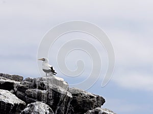 Blue-footed booby, Sula nebouxii excisa, sitting on a rock, Santa Cruz, Galapagos, Ecuador.