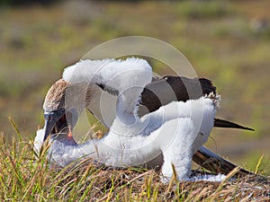 Blue-footed booby Sula nebouxii feeding juvinile