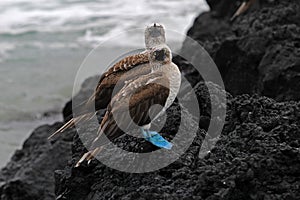 Blue footed booby, sula nebouxii, Galapagos