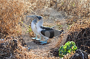 Blue-Footed Booby Sula nebouxii on the Galapagos Islands, Ecuador